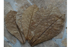 10 Catappa leaves