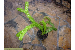 Huperzia phlegmaria (Lycopodium phlegmaria)
