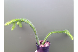 Lycopodium squarrosum